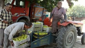 Ödemişli incir üreticileri sezondan umutlu
