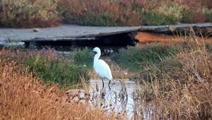 Azmak bölgesinde ilk kuş gözlemide ilk kuş gözlemi