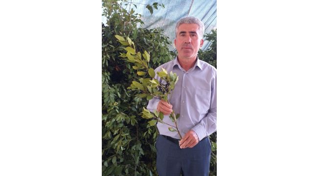 Ödemiş’te defne yaprağı çok, işletmesi yok