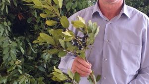  Ödemiş’te defne yaprağı çok, işletmesi yok