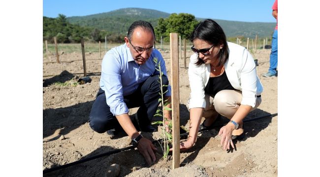 Urla’da ‘Goji Berry’ üretimi artıyor