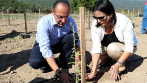  Urla’da ‘Goji Berry’ üretimi artıyor