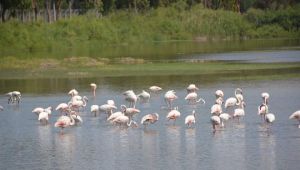  Aliağa Kuş Cenneti her mevsim rengarenk
