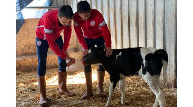 Altınordu tesislerinde bir buzağı doğdu