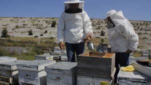 Bal ormanı, Urlalı girişimci kadınlara gelir kapısı olacak