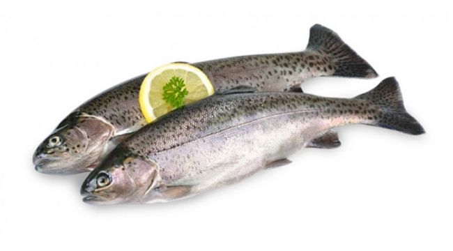 Alabalık kampanyasına yoğun ilgi