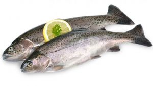 Alabalık kampanyasına yoğun ilgi