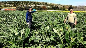 Çeşme'de sakız enginarı bereketi