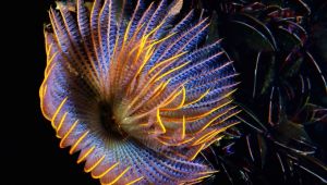 İzmir Körfezi’nden tablo gibi kareler