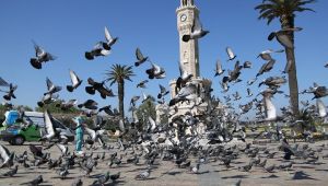 Konak’ta Can dostlara özel hizmet
