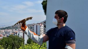 Yaralı atmaca Narlıdere'de tedavi edildi