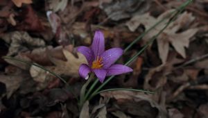 Yeni bir endemik tür: 