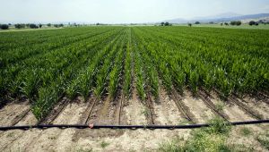 400 Bin Dekar Tarım Arazisi Sulanmaya Başladı