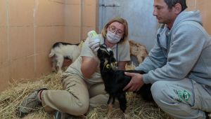 Annesiz kalan oğlakları Büyükşehir kurtardı