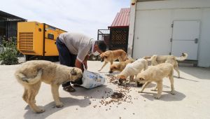 Bergama’da sokak hayvanları unutulmuyor 