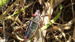 Çiftciler'ın Yardımına Koştular