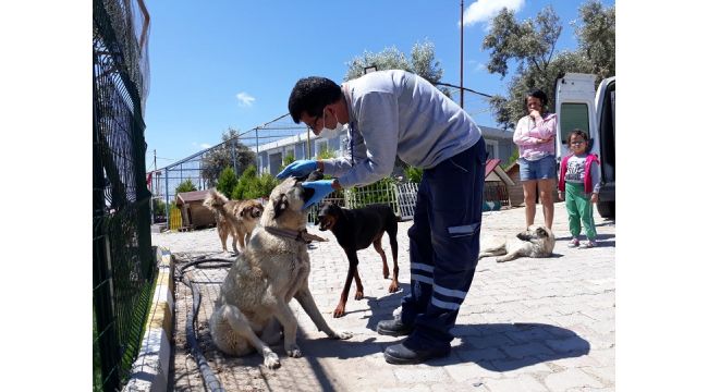 Hayvanlardan 3'ü AHBAP'a teslim edildi