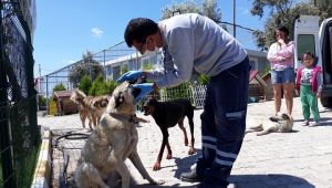 Hayvanlardan 3'ü AHBAP'a teslim edildi