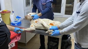 İşkence Yapılan Köpeğe Karabağlar Belediyesi sahip çıktı!