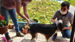 Kuduz Aşılama Programı Uzatıldı