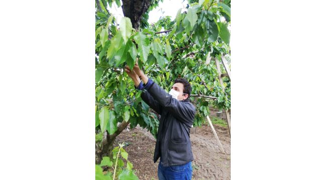 Mevsimlik işçilere Büyükşehir desteği