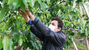 Mevsimlik işçilere Büyükşehir desteği