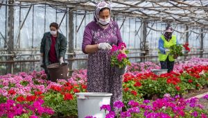 Sardunyalar anneler günü için hazırlanıyor