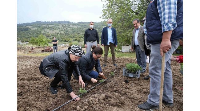 Yamanlar domatesinin dönüş yolculuğu başladı!