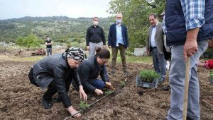 Yamanlar domatesinin dönüş yolculuğu başladı!