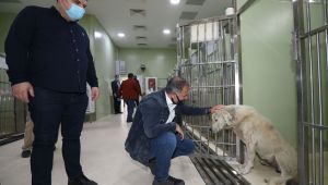 Yaralı can dostuna yaşam seferberliği