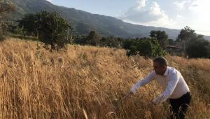 Beydağ’da Karakılçık Buğdayı Hasadı