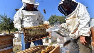 Bornovalı Balı marka olacak 