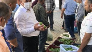 İncirde 'İlekleme' Dönemi Başladı