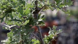 İzmir'in meşe ormanları yeniden yeşeriyor