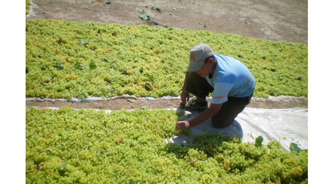 Kuru üzüm ihracatçıları TMO ile güçbirliğinin devamını istiyor