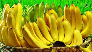 Muz Üretimi 550 Bin Tona Ulaştı…