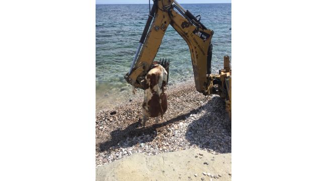 Ölü inek vatandaşları şaşırttı BELEDİYELER Ege Hür Bakış