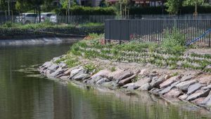 Peynircioğlu Deresi’nde ezber bozan ıslah projesi