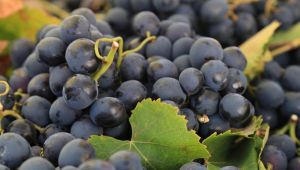 Şimdi hedef Avrupa!