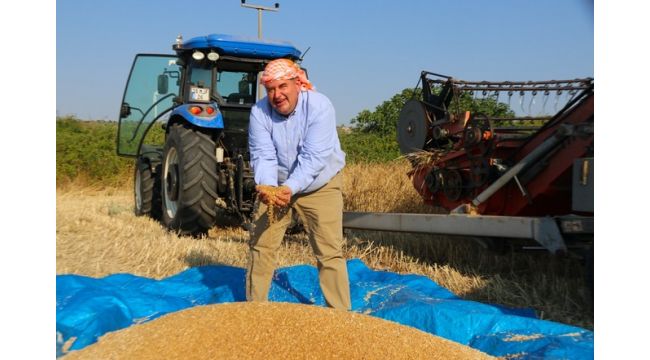 Çeşme’de ‘karakılçık buğdayı’ hasadı başladı