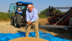 Çeşme’de ‘karakılçık buğdayı’ hasadı başladı