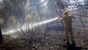 Urla ilçesindeki orman yangınıyla ilgili bir kişi gözaltına alındı