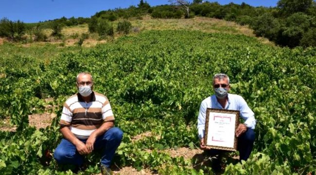 Karabağlar'ın tescillenen üzümü bölge ekonomisine katkı sağlayacak