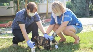 Karşıyaka’da can dostlara yerinde tedavi