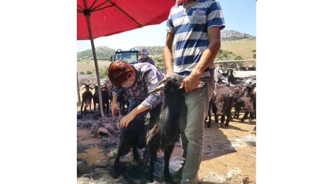 Kırkım yapıldı, şenlik gelecek seneye kaldı