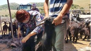 Kırkım yapıldı, şenlik gelecek seneye kaldı 