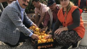 Mandalina rekoltesi artacak, portakalda düşüş olacak