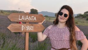 Sındırgı da mis kokulu hasat