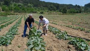 Yaylabayır'da kornişon hasadı başladı