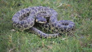 Yılanlar dostmudur? Düşmanmıdır?